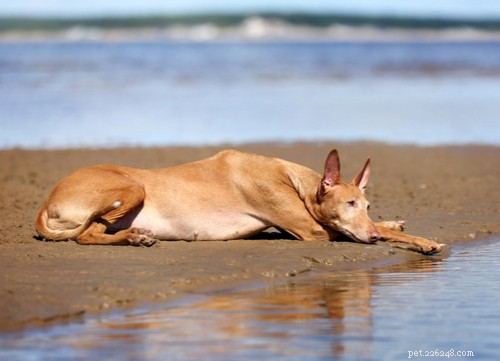 17 Healthiest Medium & Small Dog Breeds for Longevity & Wellness