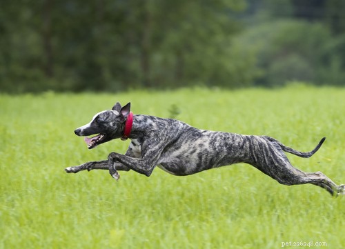 17 Healthiest Medium & Small Dog Breeds for Longevity & Wellness