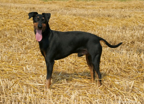 17 Healthiest Medium & Small Dog Breeds for Longevity & Wellness