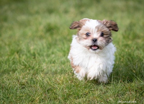 17 Healthiest Medium & Small Dog Breeds for Longevity & Wellness