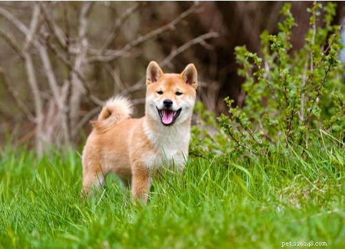 17 Healthiest Medium & Small Dog Breeds for Longevity & Wellness