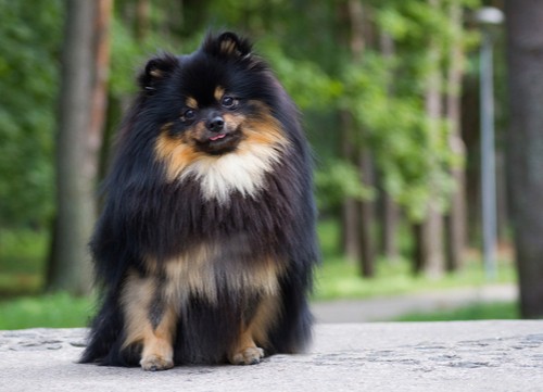 17 Healthiest Medium & Small Dog Breeds for Longevity & Wellness