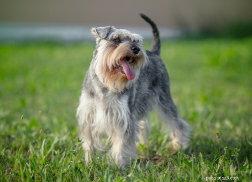 17 Healthiest Medium & Small Dog Breeds for Longevity & Wellness