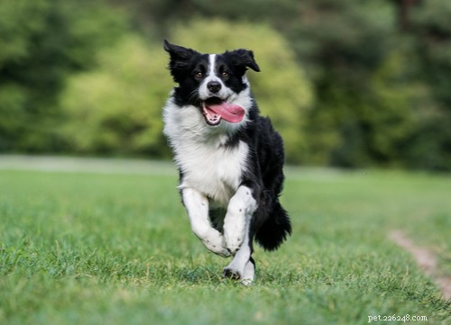 17 Healthiest Medium & Small Dog Breeds for Longevity & Wellness
