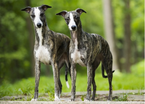 17 Healthiest Medium & Small Dog Breeds for Longevity & Wellness