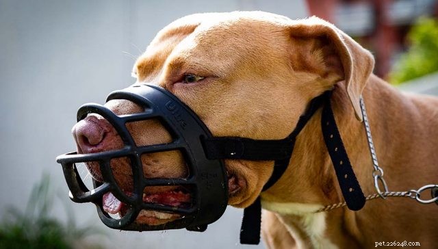 Top 10 Dog Breeds That Can Become Dangerous Without Proper Training