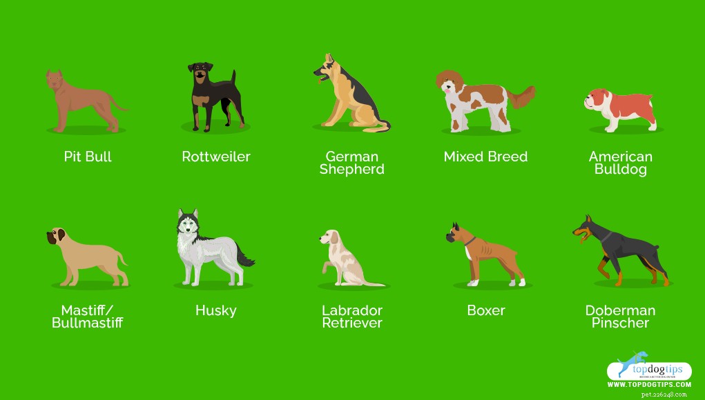Top 10 Dog Breeds That Can Become Dangerous Without Proper Training