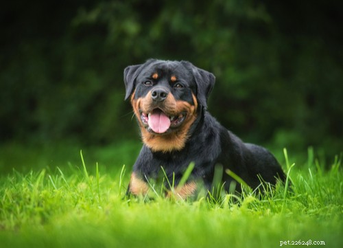 Top 10 Dog Breeds That Can Become Dangerous Without Proper Training