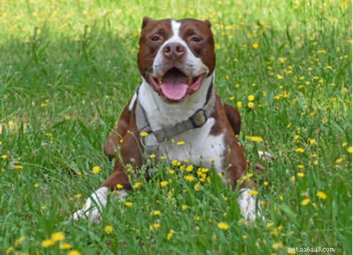 Top 10 Dog Breeds That Can Become Dangerous Without Proper Training