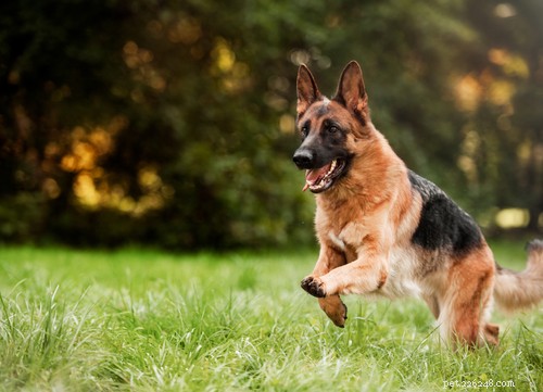Top 10 Dog Breeds That Can Become Dangerous Without Proper Training