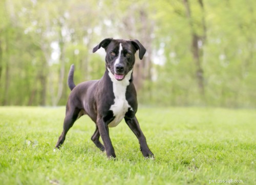 Top 10 Dog Breeds That Can Become Dangerous Without Proper Training