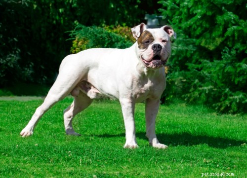 Top 10 Dog Breeds That Can Become Dangerous Without Proper Training