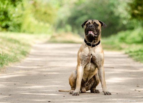 Top 10 Dog Breeds That Can Become Dangerous Without Proper Training