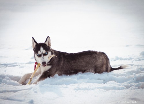Top 10 Dog Breeds That Can Become Dangerous Without Proper Training