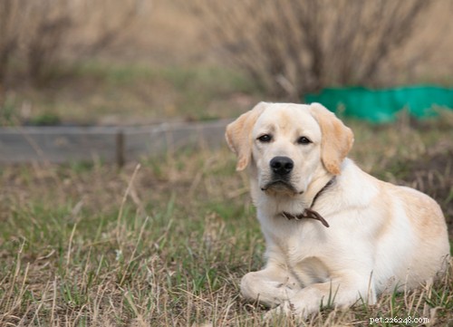 Top 10 Dog Breeds That Can Become Dangerous Without Proper Training
