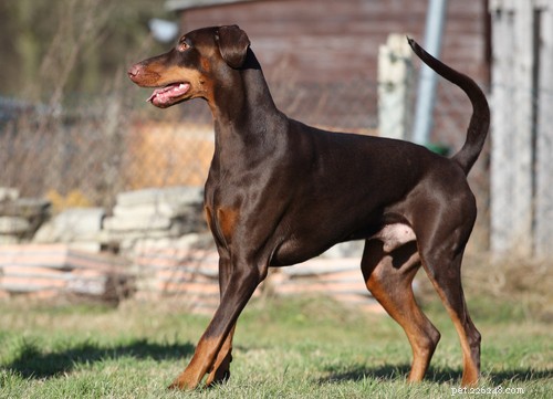 Top 10 Dog Breeds That Can Become Dangerous Without Proper Training