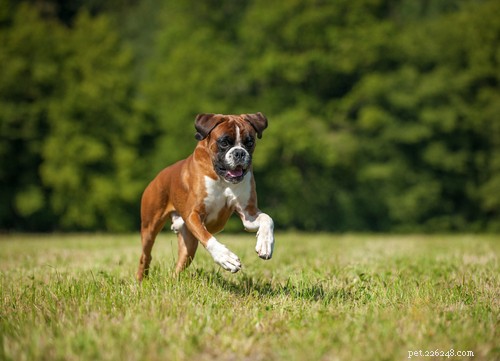 Top 10 Dog Breeds That Can Become Dangerous Without Proper Training
