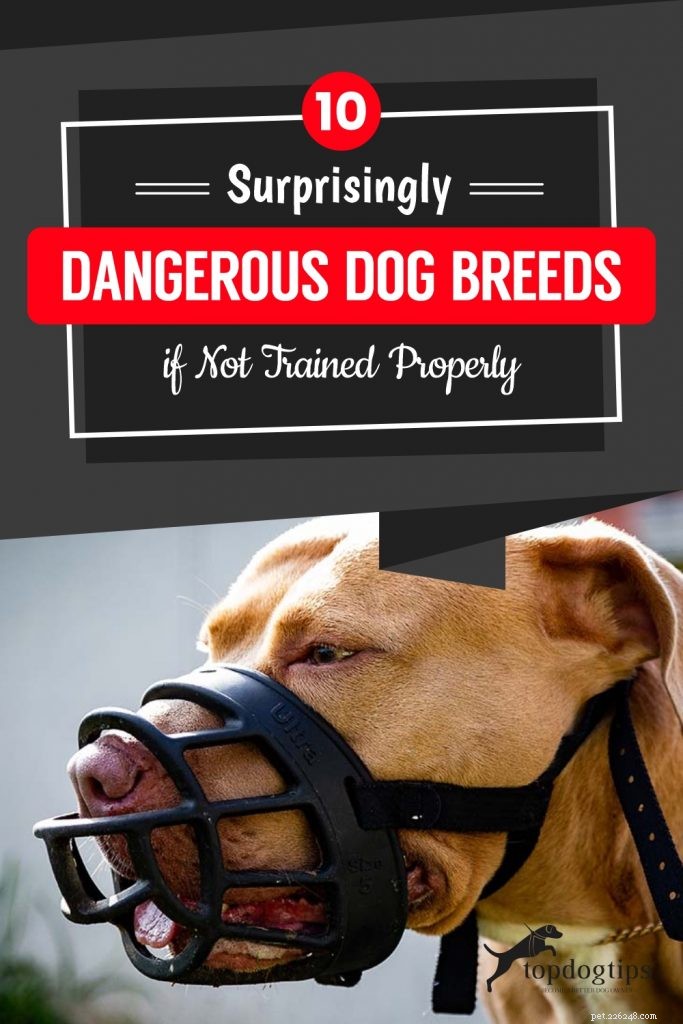 Top 10 Dog Breeds That Can Become Dangerous Without Proper Training