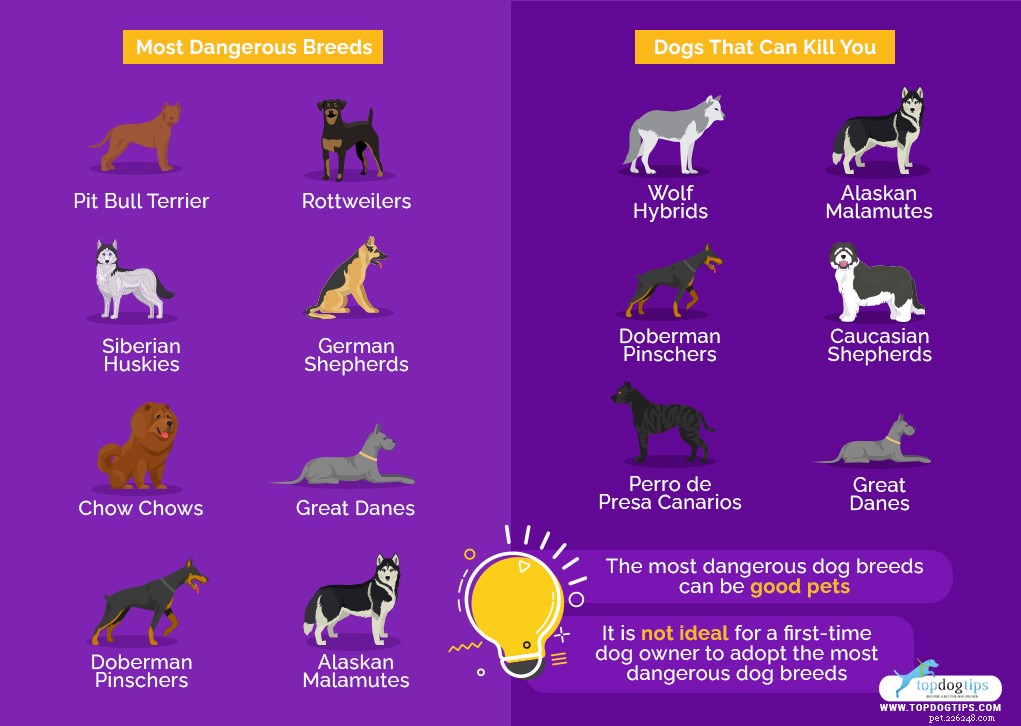 Top 10 Dog Breeds That Can Become Dangerous Without Proper Training