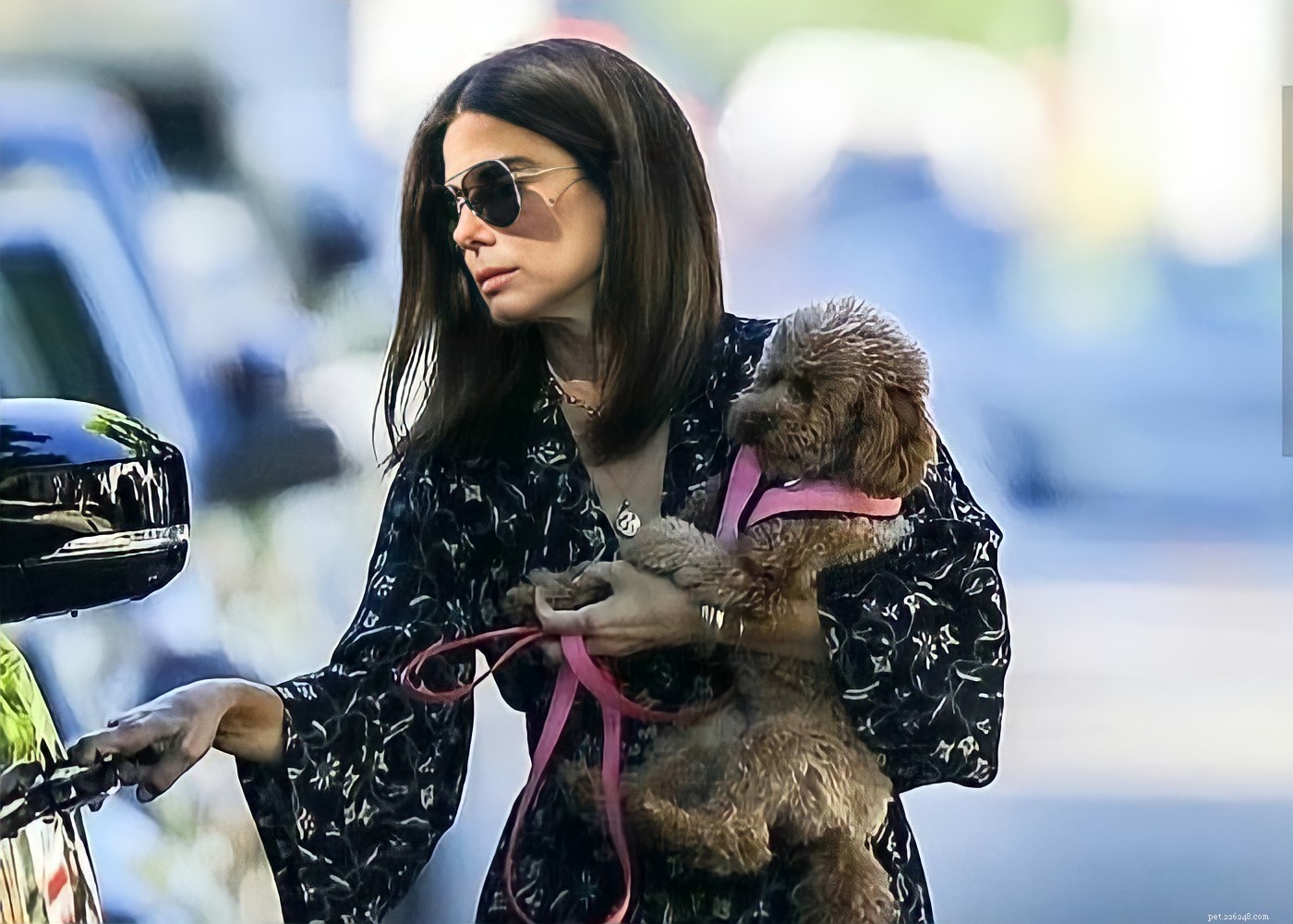 15 Hollywood Stars Who Fell in Love With Their Rescue Dogs
