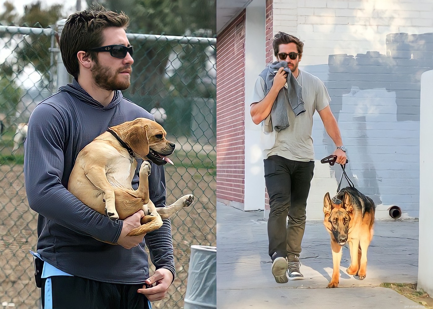 15 Hollywood Stars Who Fell in Love With Their Rescue Dogs