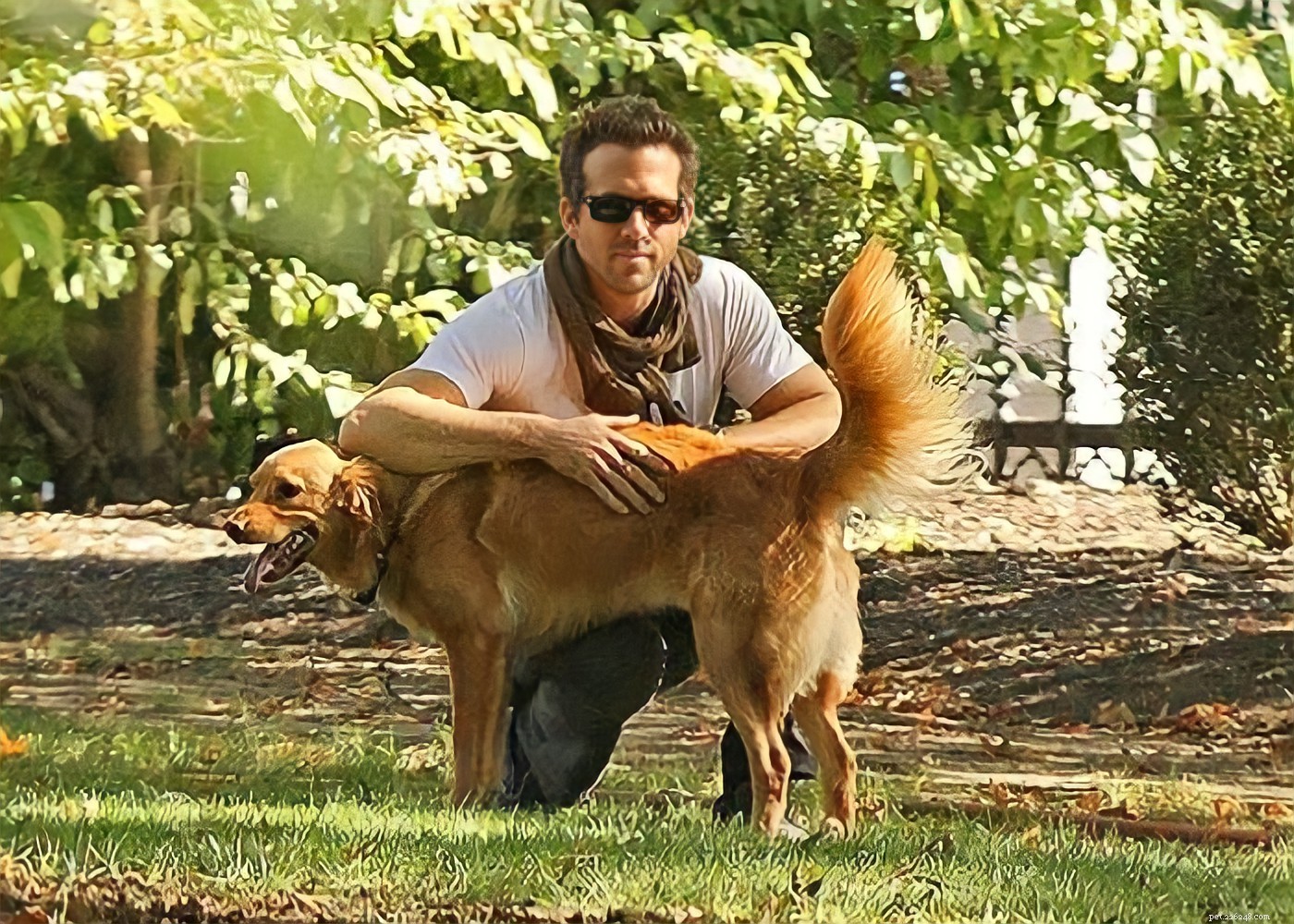 15 Hollywood Stars Who Fell in Love With Their Rescue Dogs