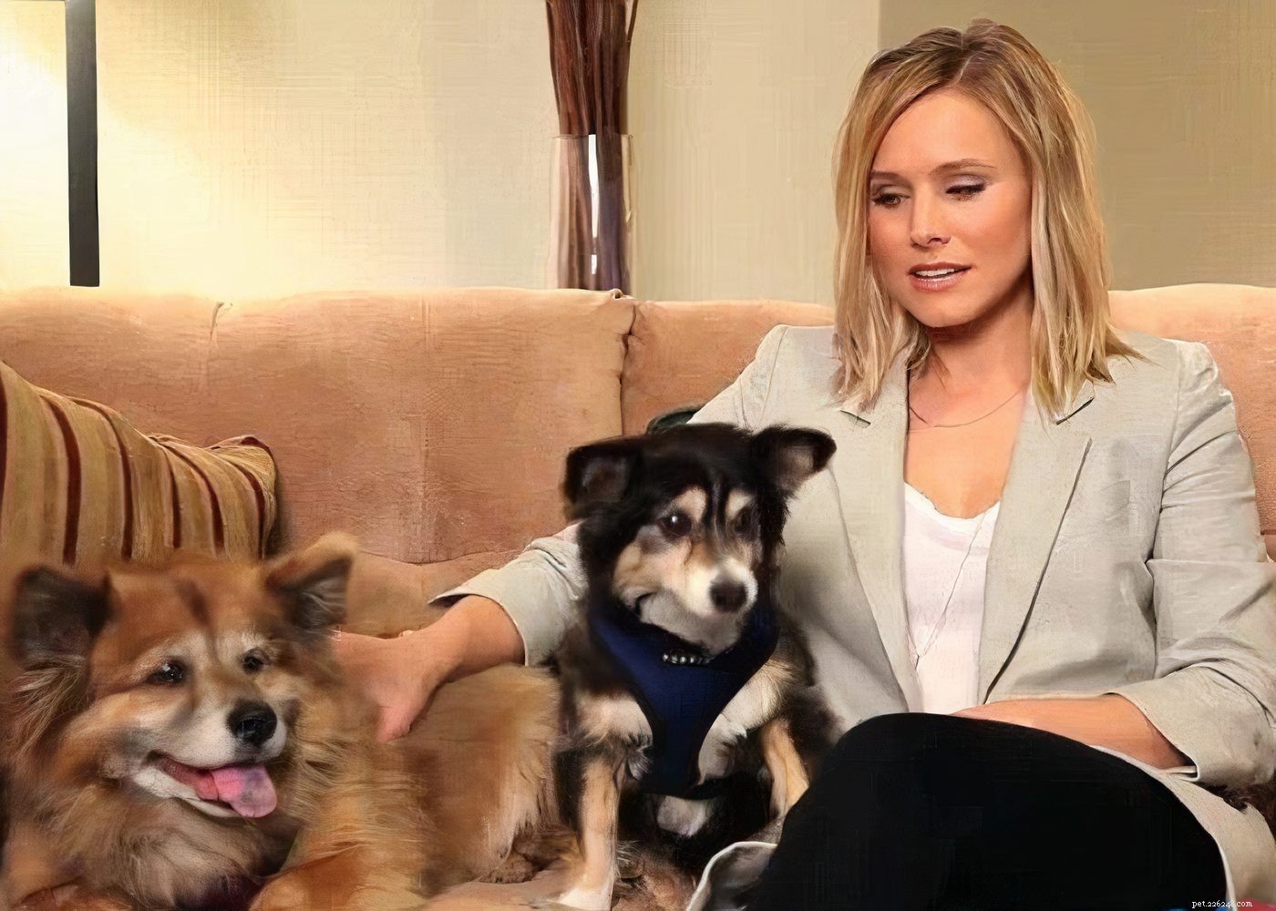 15 Hollywood Stars Who Fell in Love With Their Rescue Dogs