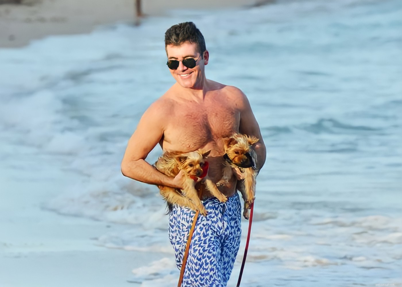 15 Hollywood Stars Who Fell in Love With Their Rescue Dogs