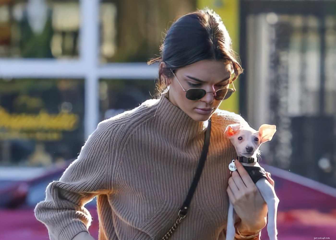 15 Hollywood Stars Who Fell in Love With Their Rescue Dogs