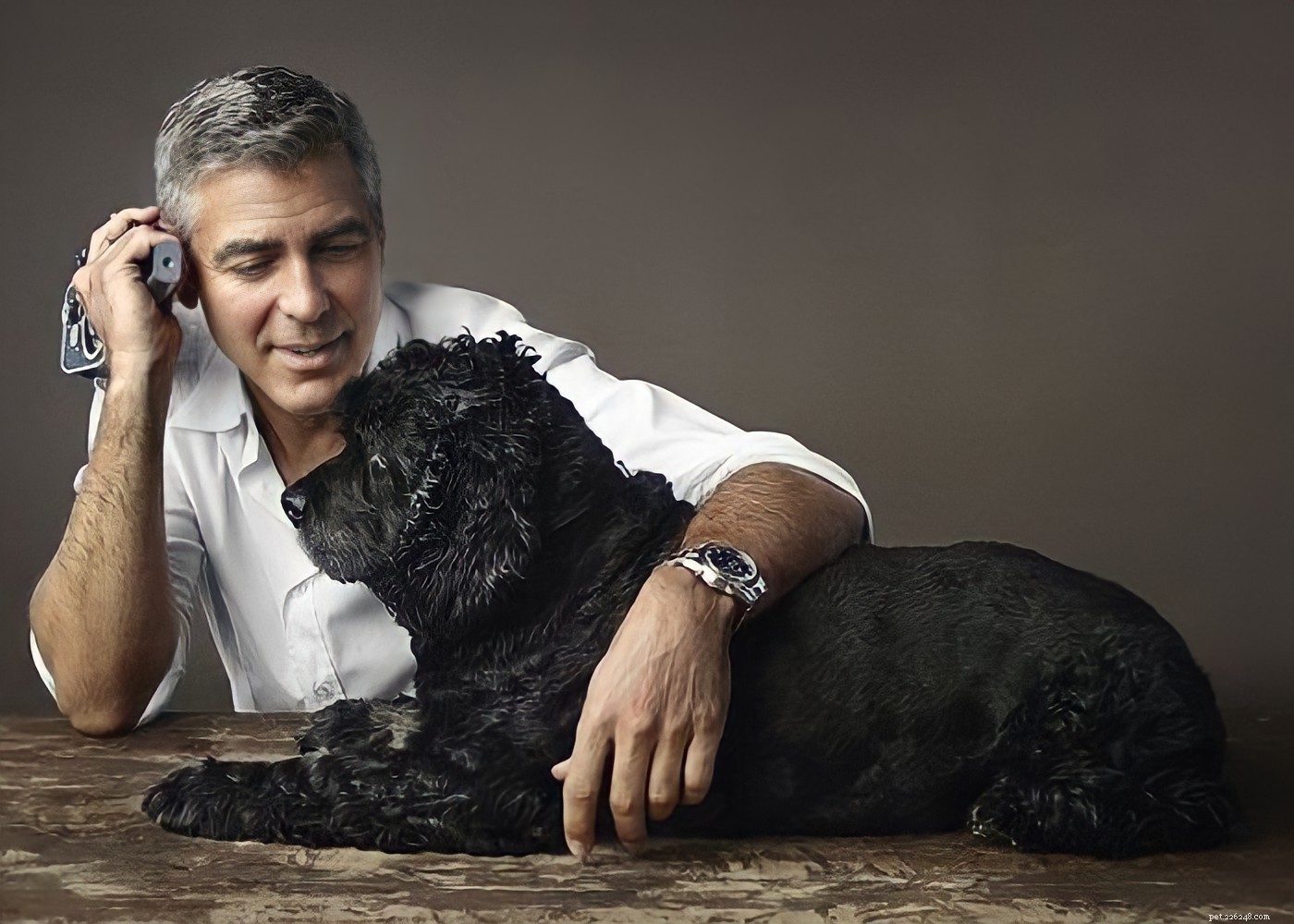 15 Hollywood Stars Who Fell in Love With Their Rescue Dogs