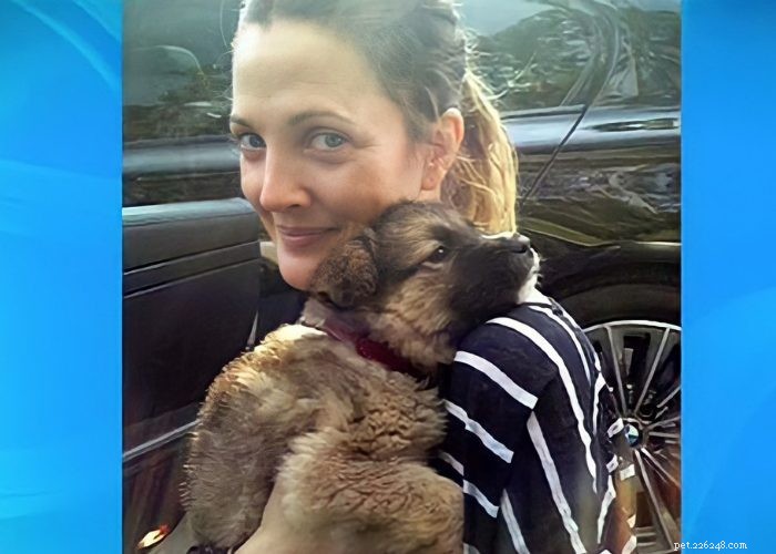 15 Hollywood Stars Who Fell in Love With Their Rescue Dogs