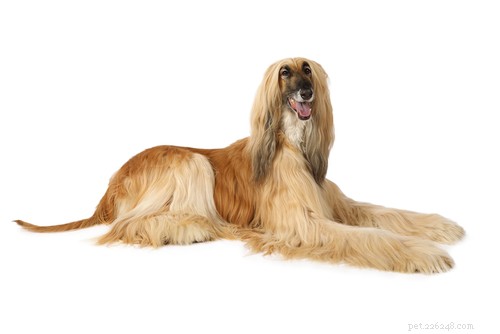 20 Ancient Dog Breeds Shaping Modern Canines