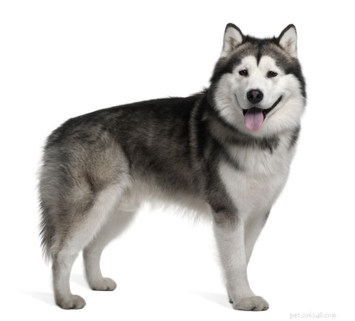 20 Ancient Dog Breeds Shaping Modern Canines