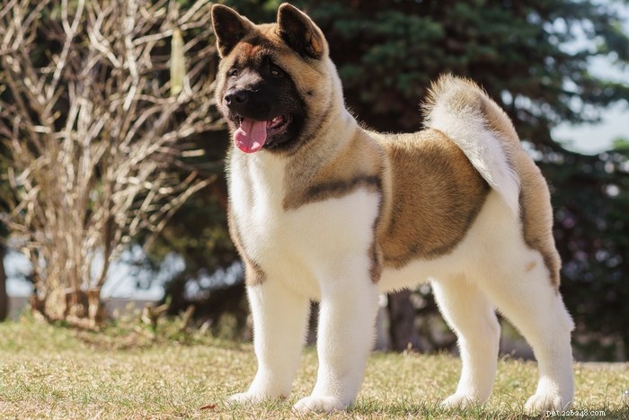 20 Ancient Dog Breeds Shaping Modern Canines