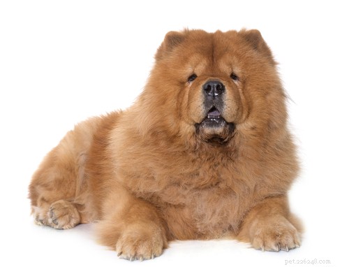 20 Ancient Dog Breeds Shaping Modern Canines