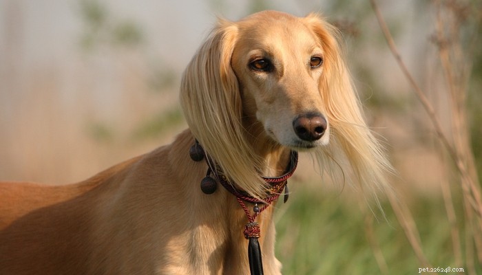 20 Ancient Dog Breeds Shaping Modern Canines