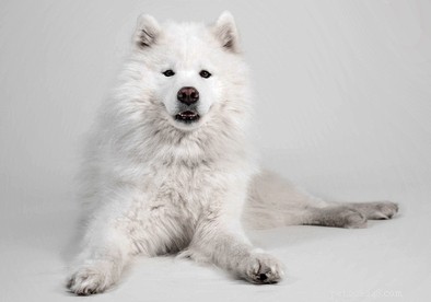 20 Ancient Dog Breeds Shaping Modern Canines