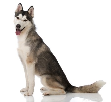 20 Ancient Dog Breeds Shaping Modern Canines