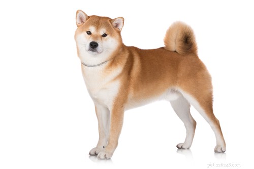20 Ancient Dog Breeds Shaping Modern Canines