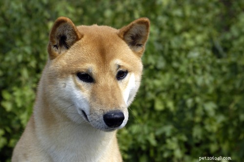20 Ancient Dog Breeds Shaping Modern Canines