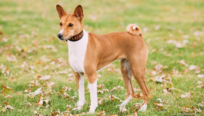 20 Ancient Dog Breeds Shaping Modern Canines