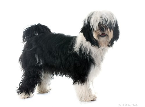 20 Ancient Dog Breeds Shaping Modern Canines