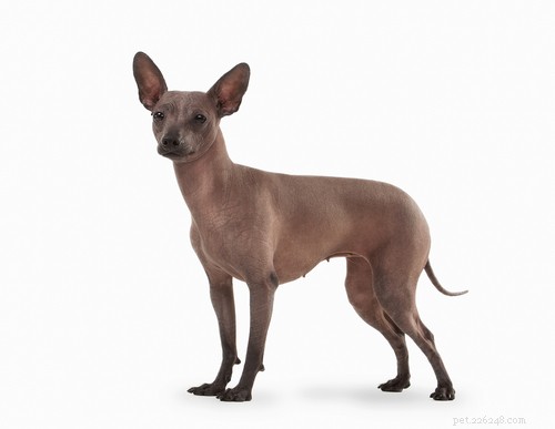 20 Ancient Dog Breeds Shaping Modern Canines