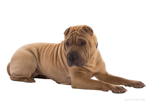 20 Ancient Dog Breeds Shaping Modern Canines