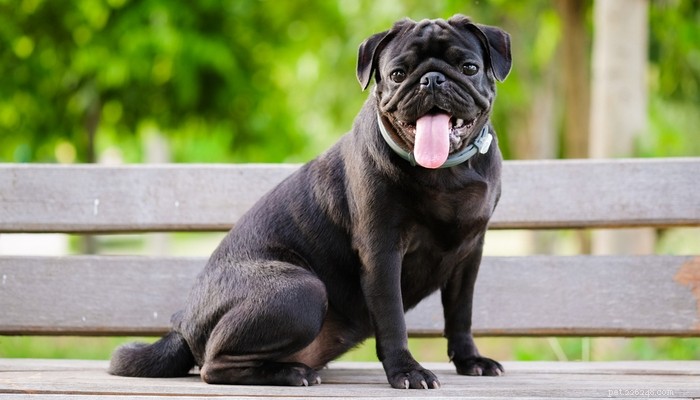 20 Ancient Dog Breeds Shaping Modern Canines