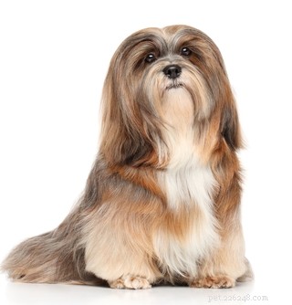 20 Ancient Dog Breeds Shaping Modern Canines