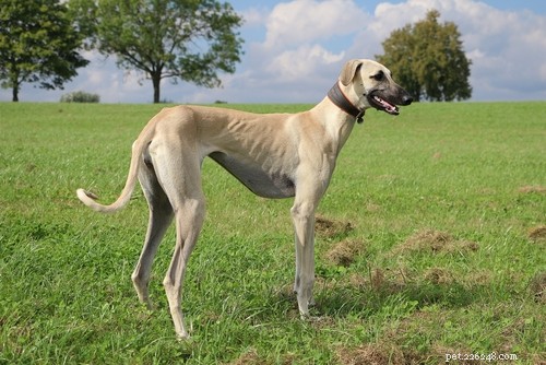 20 Ancient Dog Breeds Shaping Modern Canines