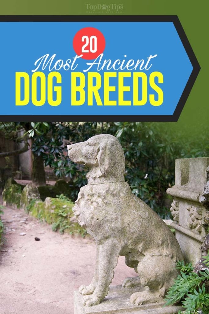 20 Ancient Dog Breeds Shaping Modern Canines
