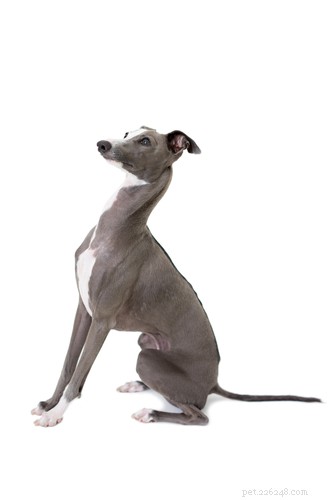 20 Ancient Dog Breeds Shaping Modern Canines