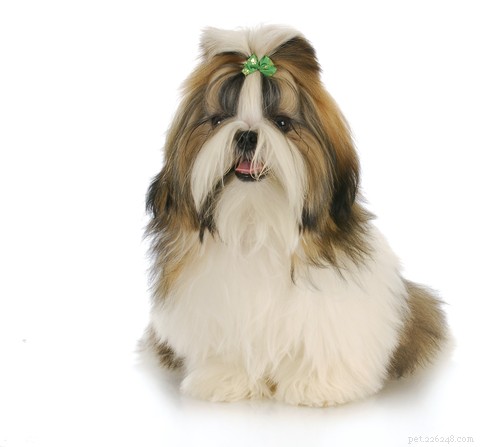 20 Ancient Dog Breeds Shaping Modern Canines